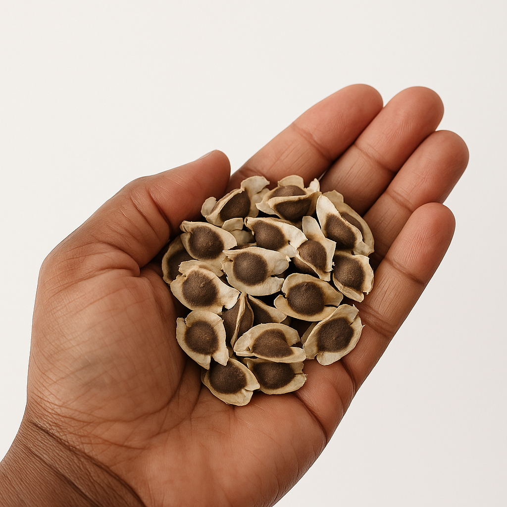 Handful of Jamaican Moringa seeds used for detox, immune support, and overall wellness

