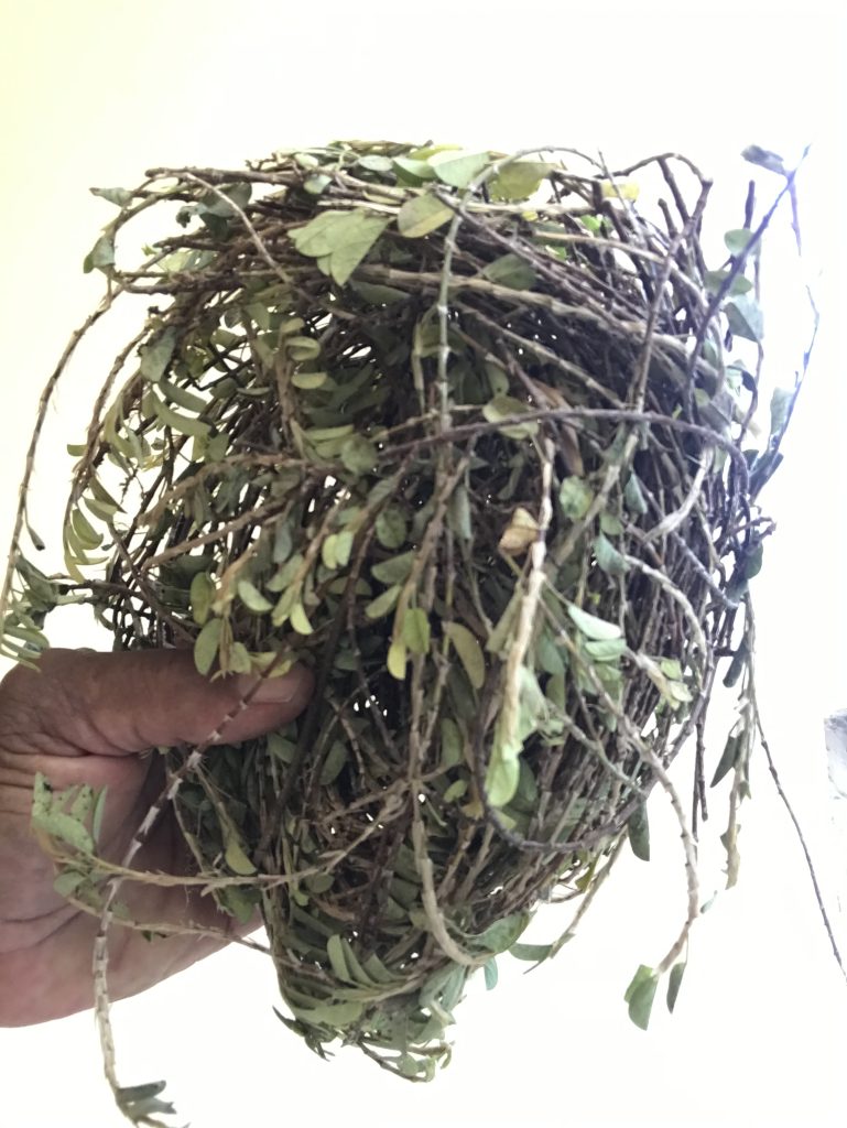 Dried Medina herb bundle, traditional Jamaican bush medicine for vitality and circulation support