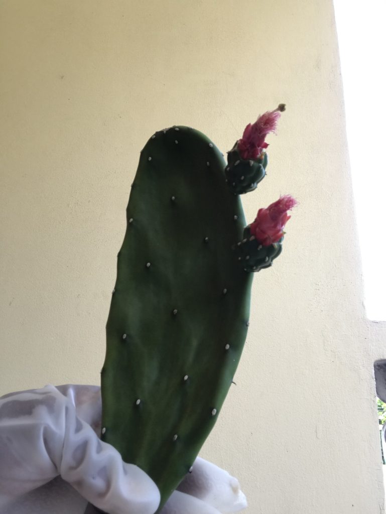 Tuna cactus pads used in Jamaican bush medicine for hair growth, skin healing, and digestive health.