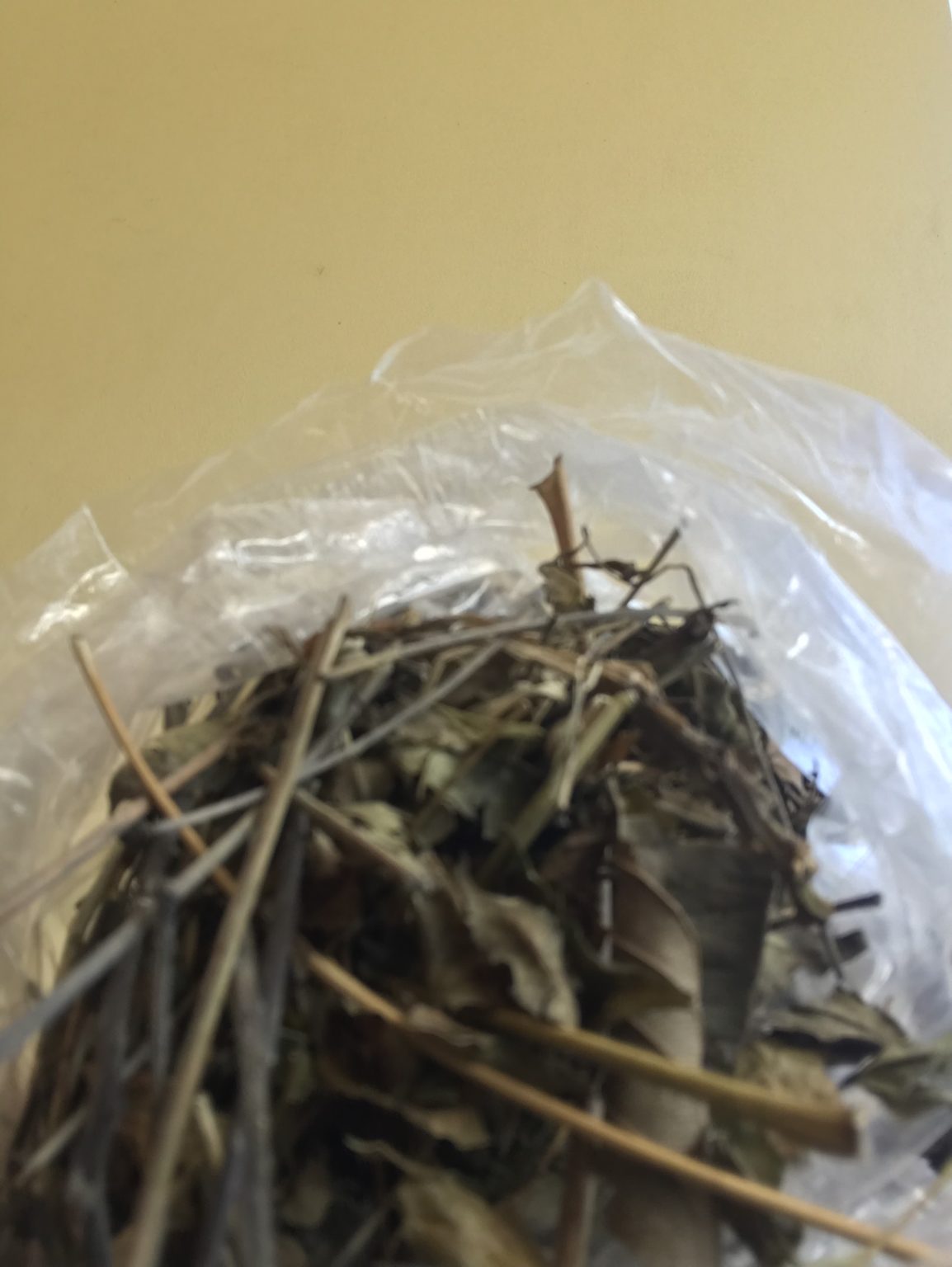 Fresh Pimento leaves from the Jamaican allspice tree, valued for their healing and aromatic properties.