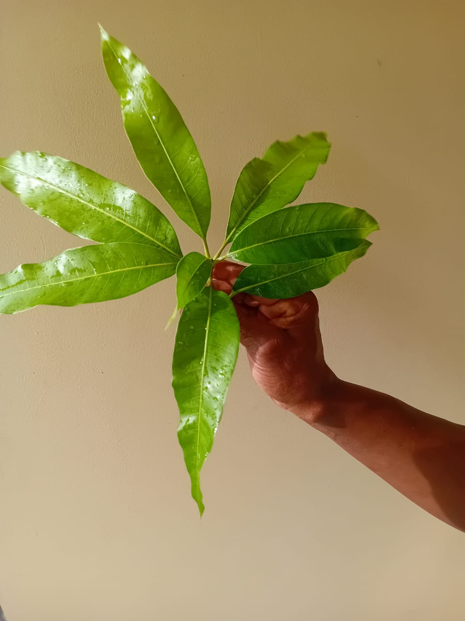Fresh Ackee leaves traditionally used in Jamaican bush medicine for colds, fevers, and skin inflammation.