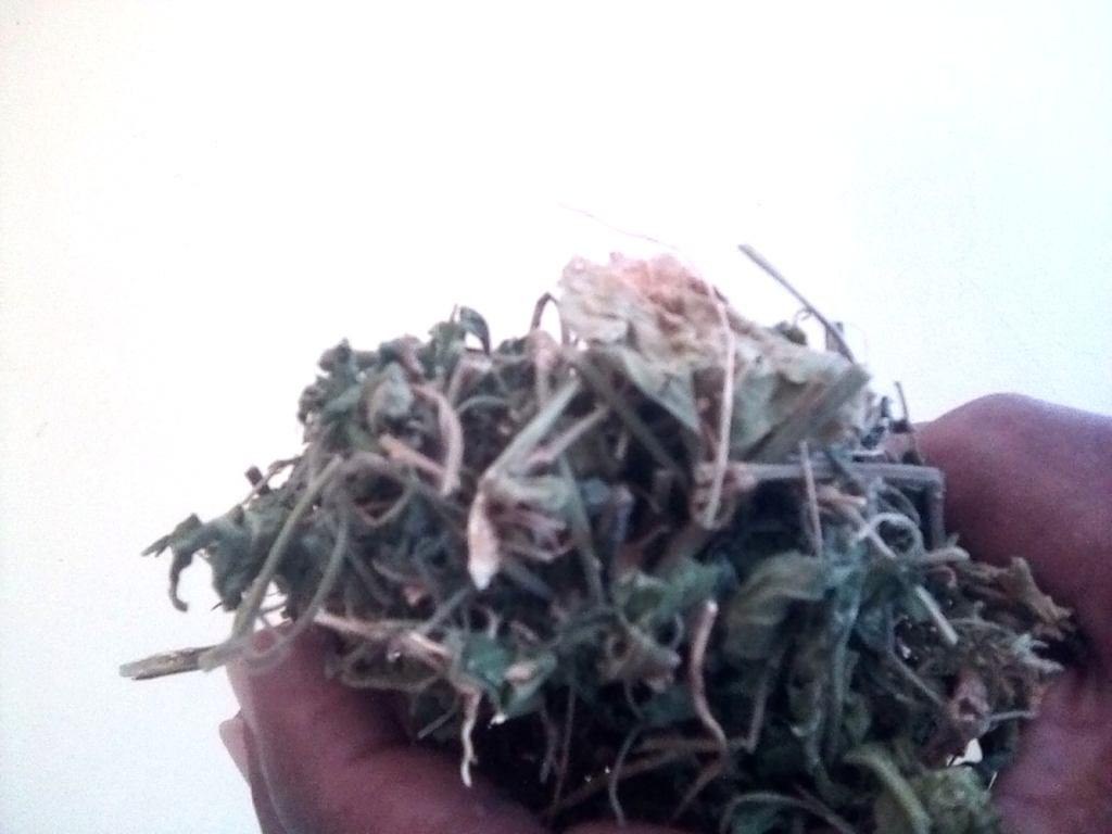 Hand holding a bundle of dried Cerasee vines, a traditional Jamaican herb used for detox, cleansing, and blood purification.