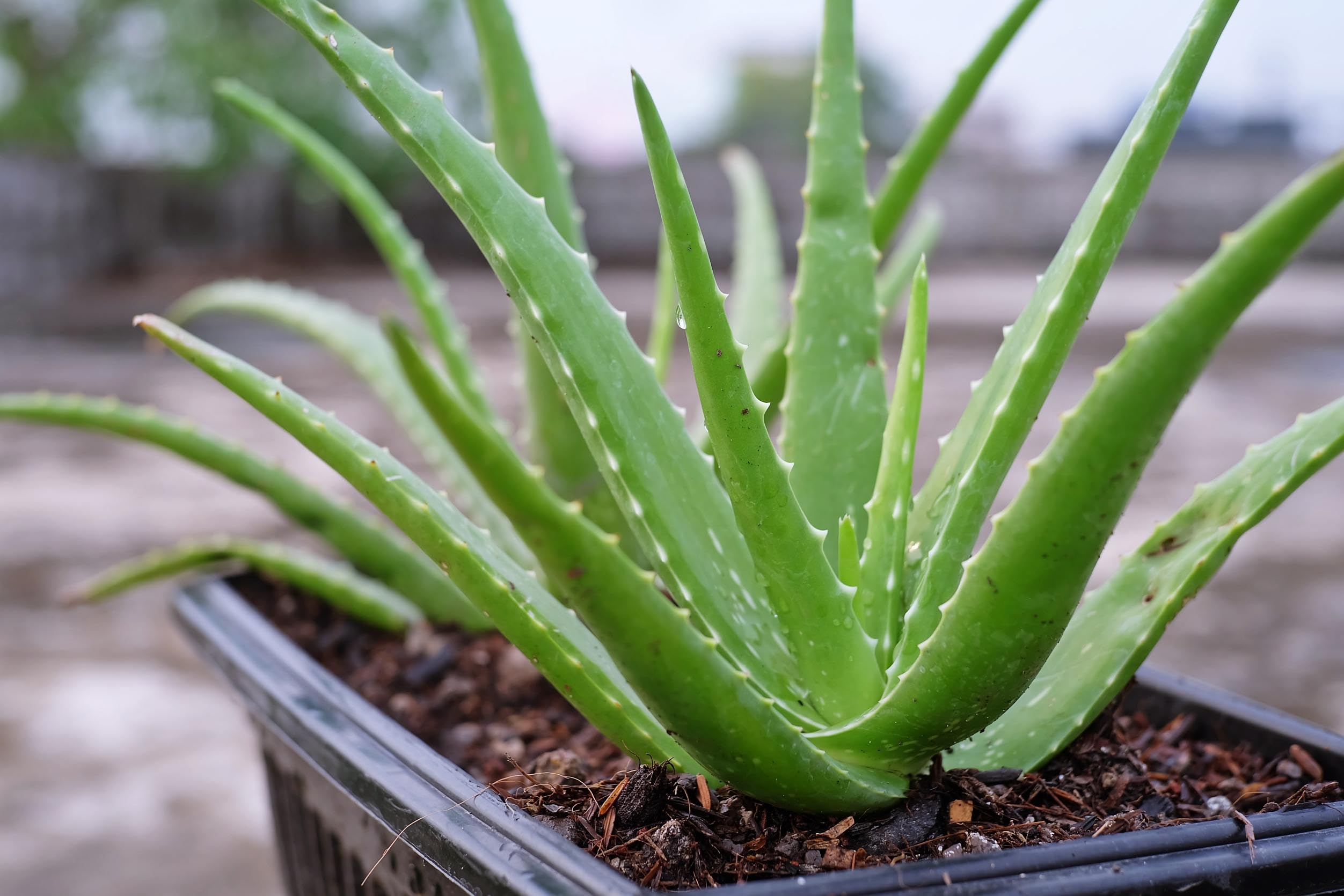 A thriving Aloe Vera plant growing in a planter box, used in Jamaican herbal medicine