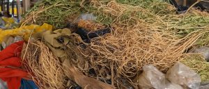 Jamaican herbs and natural roots displayed on a traditional market table, freshly gathered for healing, detox, and wellness