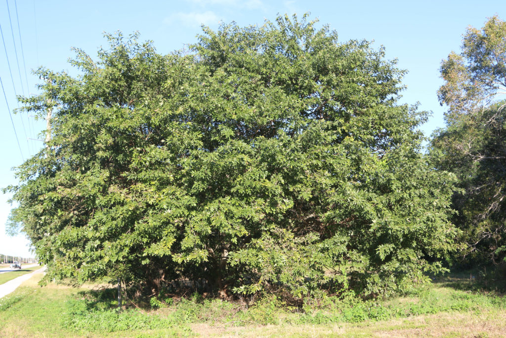 Jamaican Dogwood tree growing in Jamaica, valued for its healing bark and natural calming properties