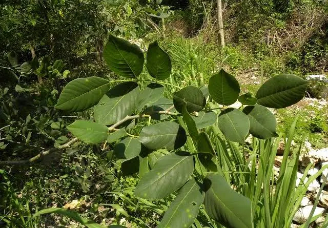 Jamaican Dogwood leaves on plant