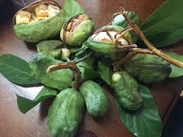 Fresh Bissy pods and green leaves harvested from the Jamaican kola nut tree