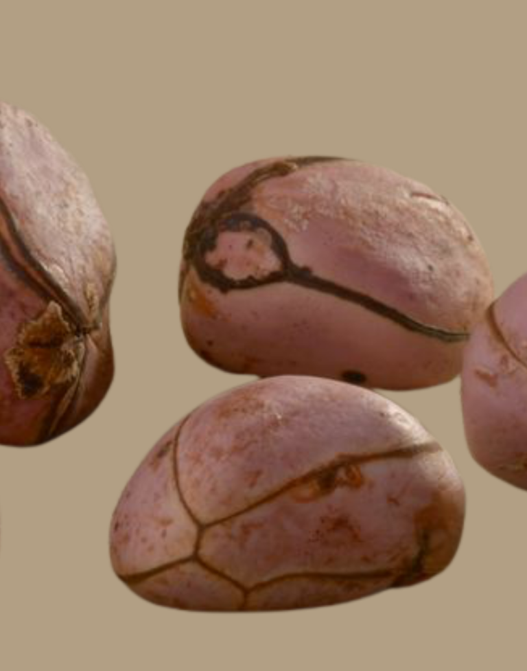 Close-up of raw Bissy nuts used in Jamaican herbal medicine.