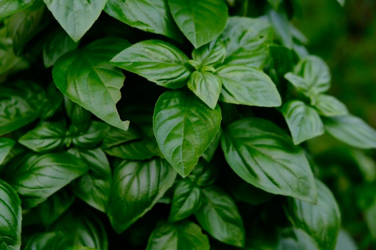 Photo of Basil plant a flavorful herb with powerful healing properties, used in Jamaican kitchens and bush medicine alike. done by Yakov Leonov on unsplash