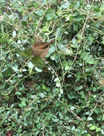 Pimento Leaves Traditional Jamaican remedy for pain and digestion Jamaican bush medicine